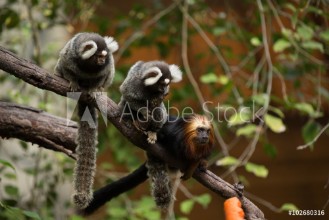 Bild på Golden Headed Lion Tamarin And Common Marmoset